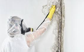 Best Water Damage & Mold Remediation in USA